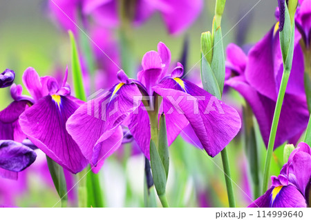 美しい花菖蒲（ハナショウブ/Japanese iris） 114999640