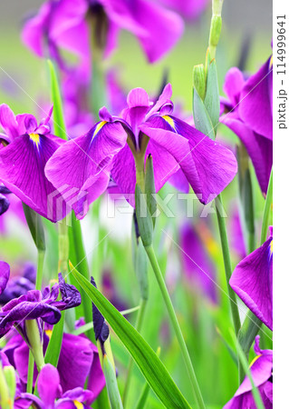 美しい花菖蒲（ハナショウブ/Japanese iris） 114999641