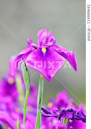 美しい花菖蒲（ハナショウブ/Japanese iris） 114999642