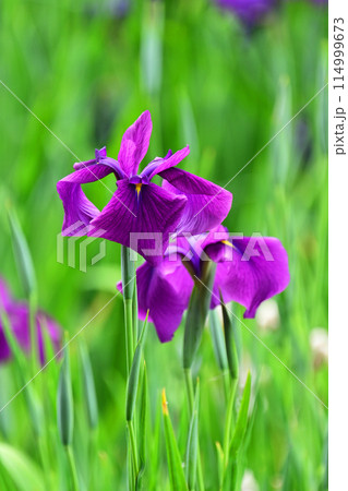 美しい花菖蒲（ハナショウブ/Japanese iris） 114999673