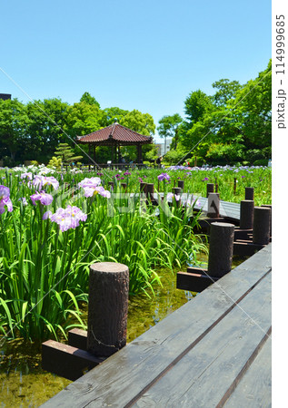 大阪　花菖蒲が咲き誇る城北菖蒲園の風景 114999685