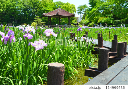大阪　花菖蒲が咲き誇る城北菖蒲園の風景 114999686