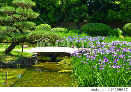 大阪 花菖蒲が咲き誇る城北菖蒲園の風景 大阪 花菖蒲が咲き誇る城北菖蒲園の風景 114999687