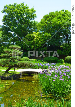 大阪 花菖蒲が咲き誇る城北菖蒲園の風景 大阪 花菖蒲が咲き誇る城北菖蒲園の風景 114999688