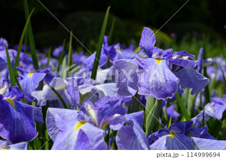 大阪　城北菖蒲園の花菖蒲 114999694