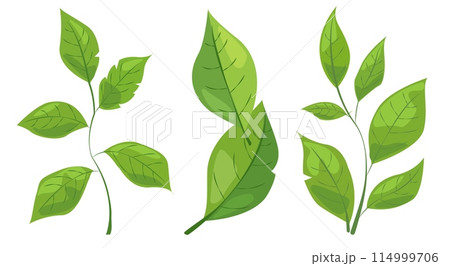 featuring eight different types of green leaves. Each leaf showcases unique shapes and vein patterns. graphic is simple, clean, and vibrant, ideal for nature-themed designs and eco-friendly projects 114999706