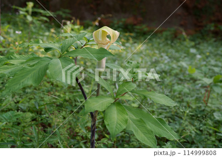 ミミガタテンナンショウの花 ミミガタテンナンショウの花 114999808