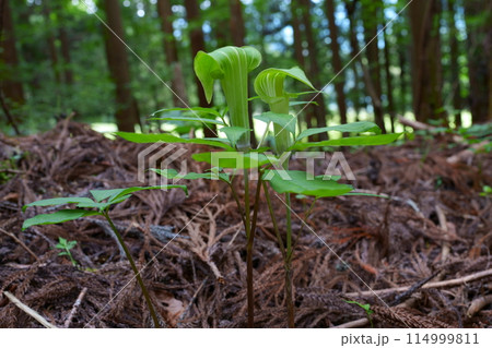 ミミガタテンナンショウの花 114999811