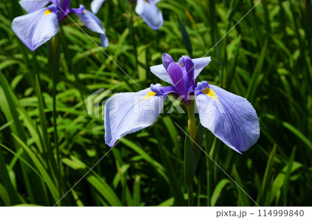 大阪 城北菖蒲園の花菖蒲 大阪 城北菖蒲園の花菖蒲 114999840