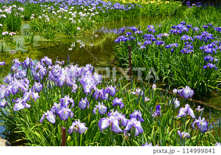 大阪 城北菖蒲園の花菖蒲 大阪 城北菖蒲園の花菖蒲 114999841