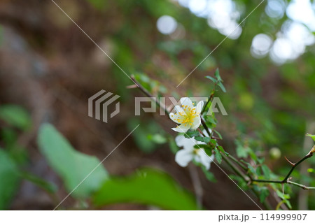 ノイバラの花 114999907