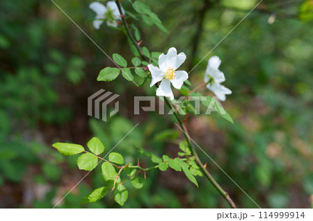 ノイバラの花 114999914
