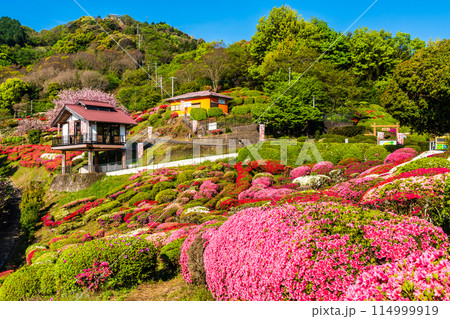 歌垣公園のツツジ 【佐賀県杵島郡白石町】 歌垣公園のツツジ 【佐賀県杵島郡白石町】 114999919