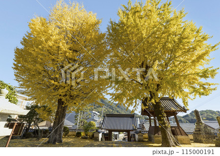 紅葉シーズンの教宗寺【長崎県長崎市】 115000191