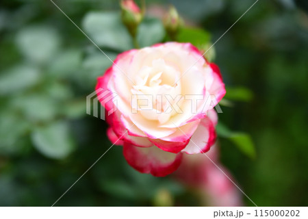 春のバラ園に咲く映えるピンクの薔薇の花 春のバラ園に咲く映えるピンクの薔薇の花 115000202