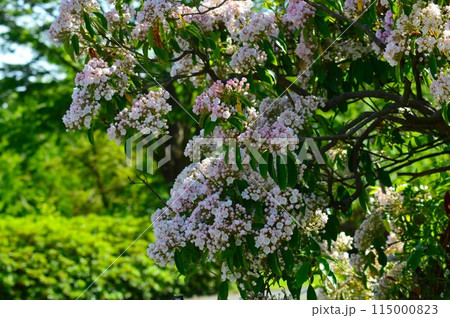 アメリカシャクナゲ(カルミア) アメリカシャクナゲ(カルミア) 115000823