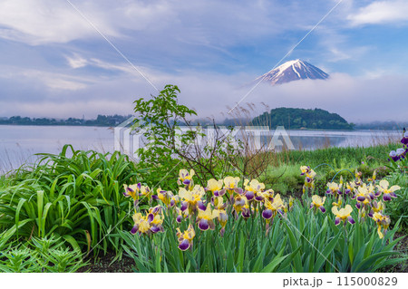 （山梨県）河口湖大石公園の花々越しに富士山 115000829