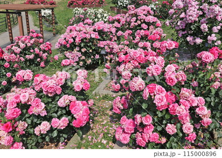 グリンパークの薔薇 グリンパークの薔薇 115000896