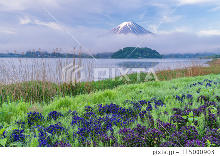 （山梨県）河口湖大石公園の花々越しに富士山 115000903
