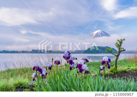 （山梨県）河口湖大石公園の花々越しに富士山 115000907