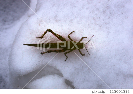 Snow fell on green grass and grasshopper spend winter Snow fell on green grass and grasshopper spend winter 115001552