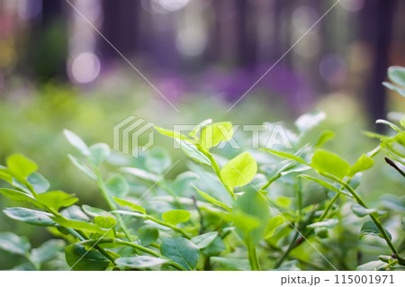 Pink flowers of Siberian rhododendron copy space. 115001971