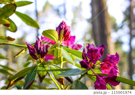 Pink flowers of Siberian rhododendron copy space. 115001974