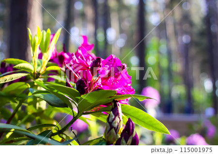 Pink flowers of Siberian rhododendron copy space. 115001975