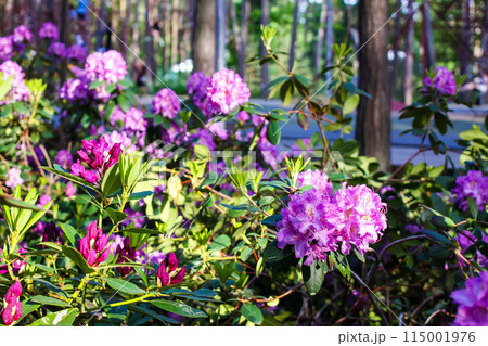 Pink flowers of Siberian rhododendron copy space. Pink flowers of Siberian rhododendron copy space. 115001976