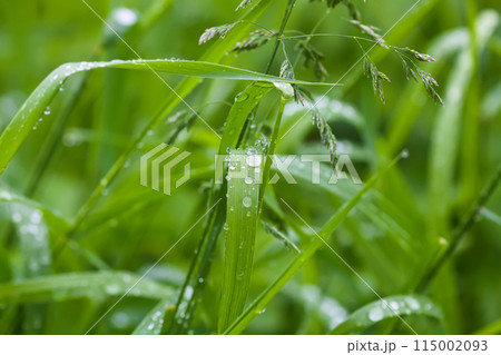 Close up of fresh grass with dew drops. 115002093