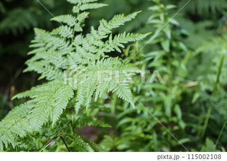 Close-up of wild fern plants in forest. Green nature background. Close-up of wild fern plants in forest. Green nature background. 115002108