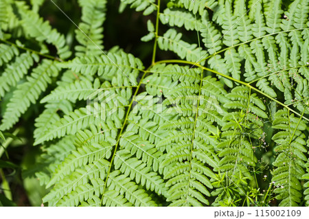 Close-up of wild fern plants in forest. Green nature background. Close-up of wild fern plants in forest. Green nature background. 115002109