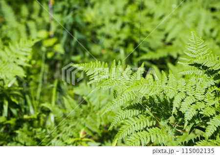 Close-up of wild fern plants in forest. Green nature background. Close-up of wild fern plants in forest. Green nature background. 115002135