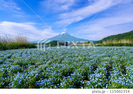 （山梨県）河口湖大石公園のネモフィラ越しに富士山 115002354