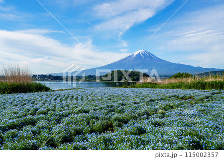 （山梨県）河口湖大石公園のネモフィラ越しに富士山 115002357