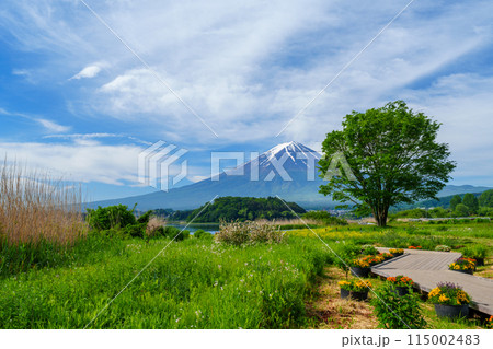 （山梨県）早朝の河口湖大石公園　遊歩道越しに見る富士山 115002483