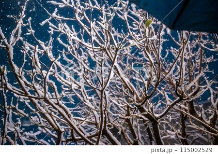 寒い冬のイメージ 115002529