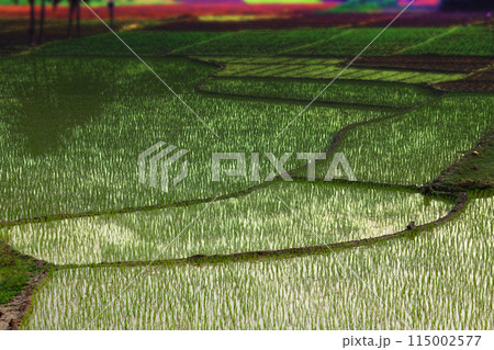 rice fields in Asia rice fields in Asia 115002577