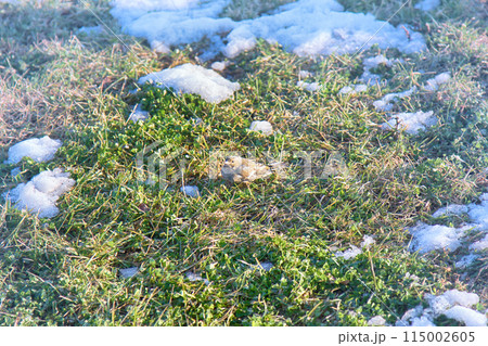 First birds on thawed patches. Chaffinch 115002605