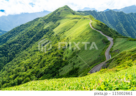 東黒森への登山道から見た夏のUFOライン14 高知県吾川郡いの町 東黒森への登山道から見た夏のUFOライン14 高知県吾川郡いの町 115002661