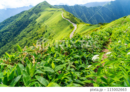 東黒森への登山道から見た夏のUFOライン16 高知県吾川郡いの町 東黒森への登山道から見た夏のUFOライン16 高知県吾川郡いの町 115002663