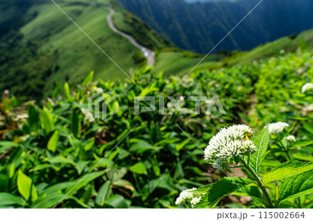 東黒森への登山道に咲くヒヨドリバナと夏のUFOライン　高知県吾川郡いの町 115002664