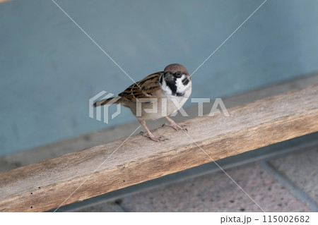 ベランダにやって来たスズメ 115002682
