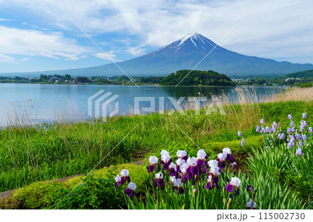 （山梨県）河口湖大石公園　遊歩道の花々と富士山 115002730
