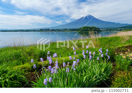 (山梨県)河口湖大石公園 遊歩道の花々と富士山 (山梨県)河口湖大石公園 遊歩道の花々と富士山 115002731