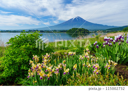(山梨県)河口湖大石公園 遊歩道の花々と富士山 (山梨県)河口湖大石公園 遊歩道の花々と富士山 115002732