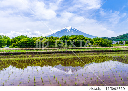 (山梨県)田植えの済んだ棚田越しに富士山 (山梨県)田植えの済んだ棚田越しに富士山 115002830
