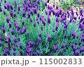 ラベンダー 115002833
