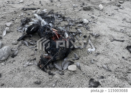 Black Grouse (male) hit by car on roadside Black Grouse (male) hit by car on roadside 115003088