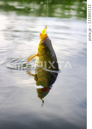 Golden Rudd - summer lake fishing 115003115